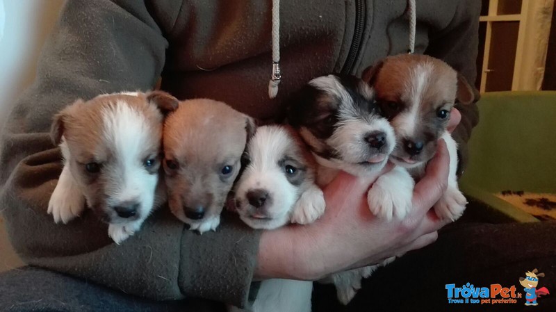 Cuccioli jack Russell Allevamento del Interior Maschie e Femmine Disponibili. - Foto n. 1