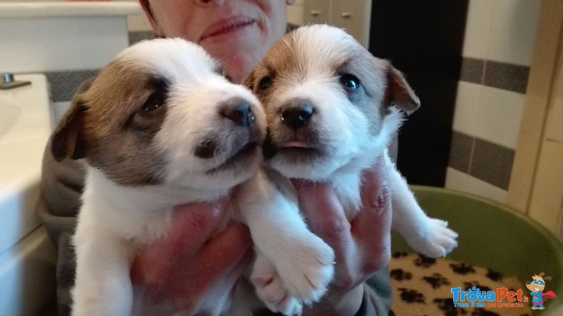 Cuccioli jack Russell Allevamento del Interior Maschie e Femmine Disponibili. - Foto n. 2