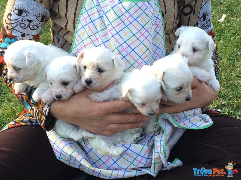 Cuccioli di Maltese - Foto n. 1