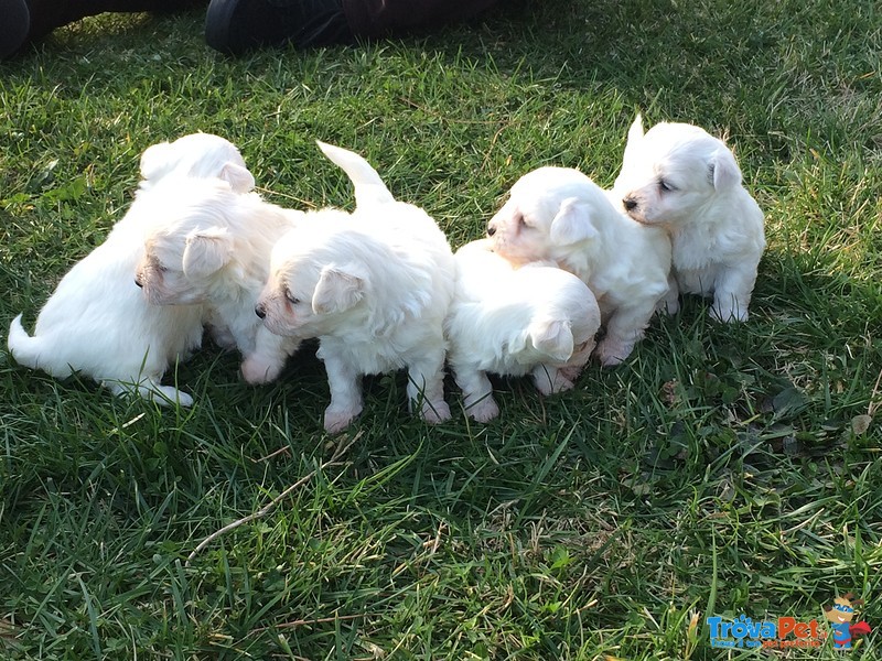 Cuccioli di Maltese - Foto n. 3