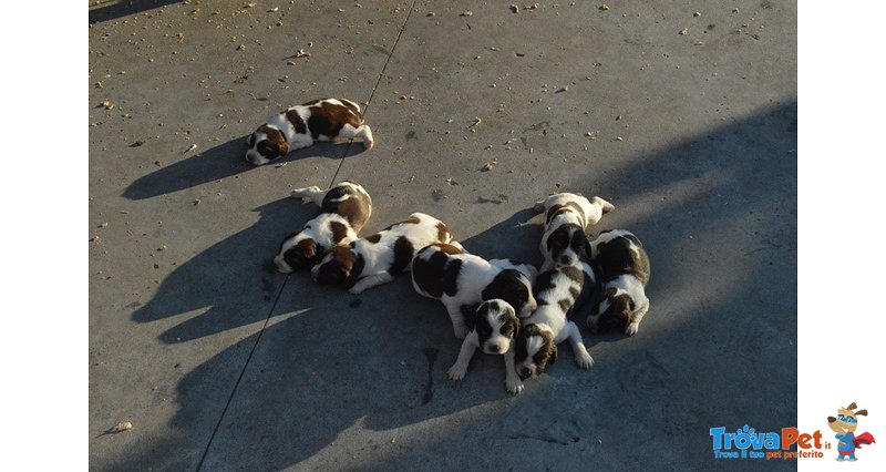 Vendesi Cuccioli Springer Spaniel - Foto n. 1