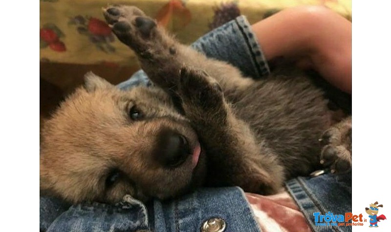 Disponibili Cuccioli di cane lupo Cecoslovacco - Foto n. 1