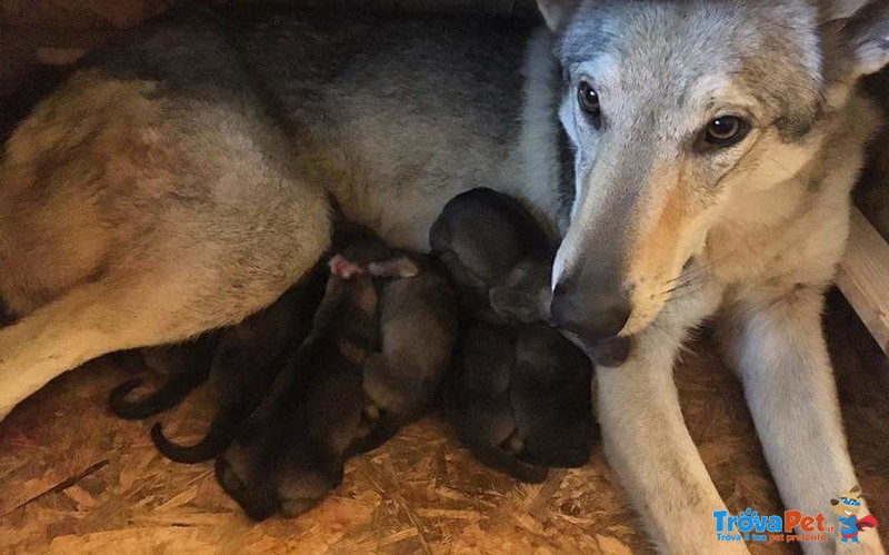 Disponibili Cuccioli di cane lupo Cecoslovacco - Foto n. 4