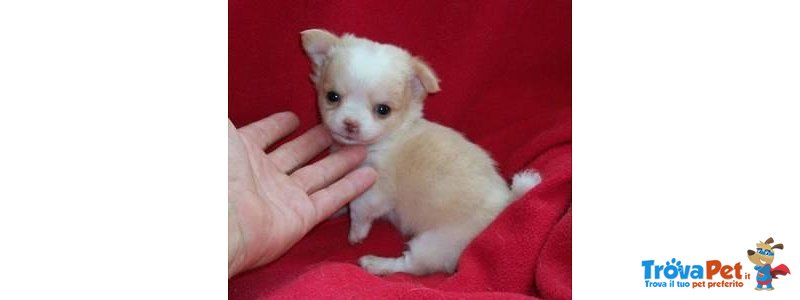 Cuccioli mini di Chihuahua Disponibili - Foto n. 1