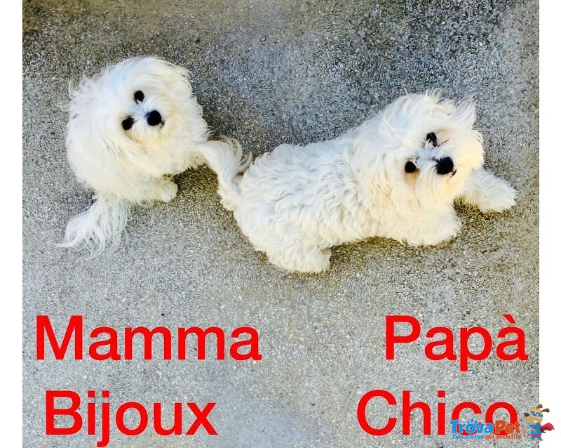 Cuccioli di Maltese - Foto n. 1