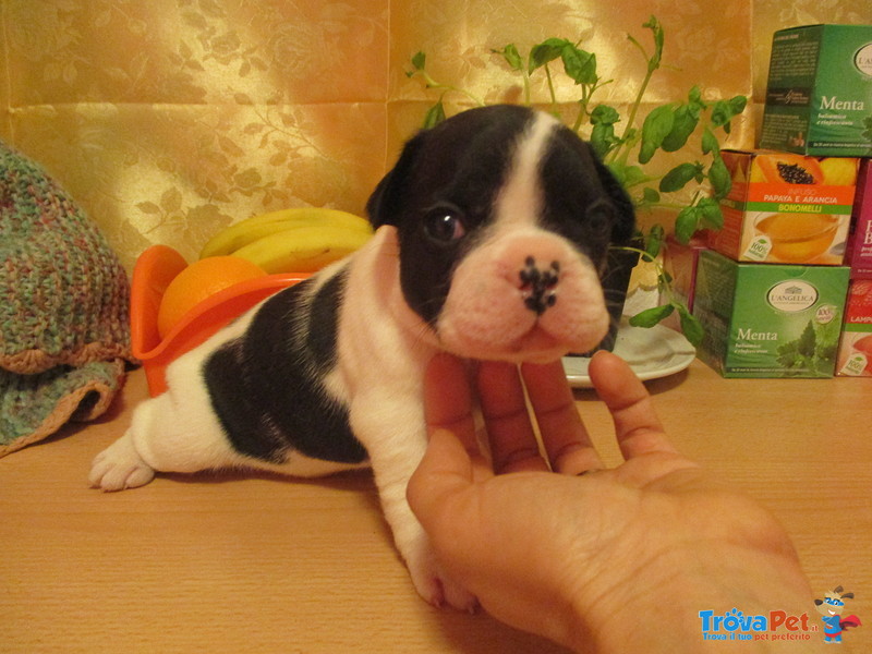 Cuccioli di Bulldog Francese - Foto n. 1