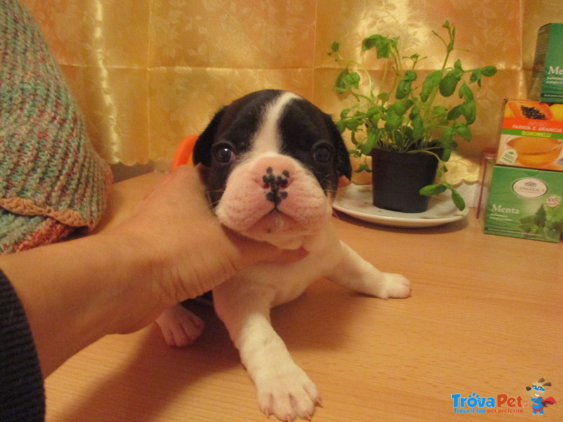 Cuccioli di Bulldog Francese - Foto n. 2