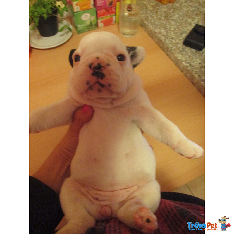 Cuccioli di Bulldog Francese - Foto n. 5