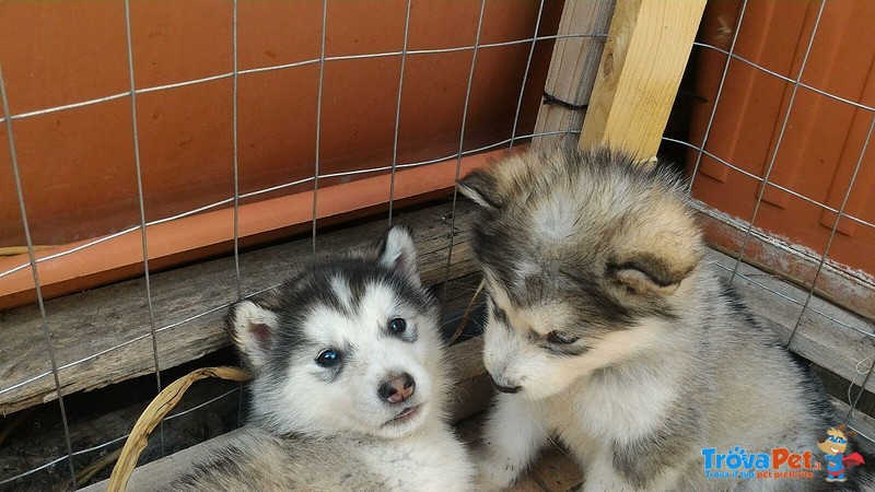 Cuccioli di Alaskan Malamute - Foto n. 2