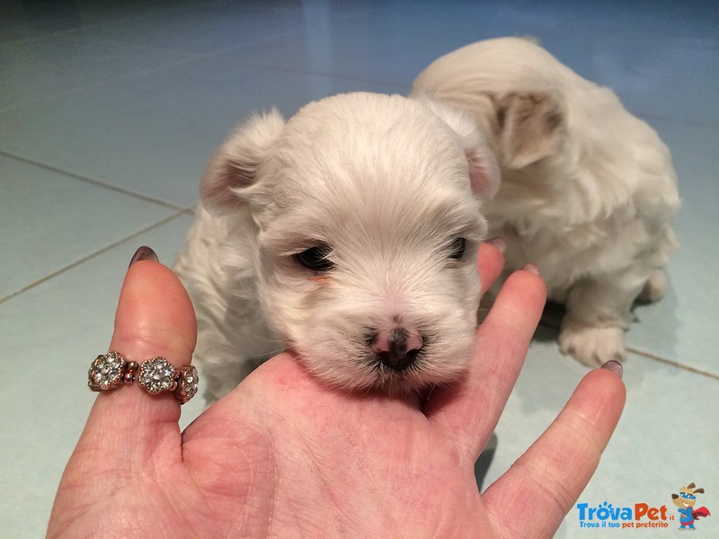 Vendo Cuccioli di Maltese - Foto n. 1