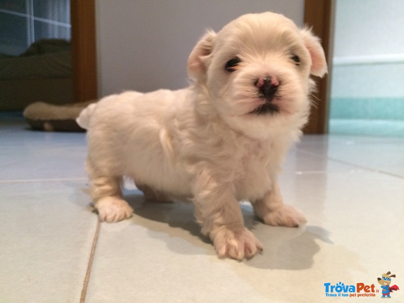 Vendo Cuccioli di Maltese - Foto n. 2