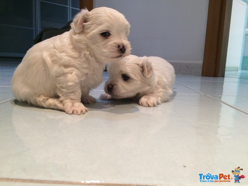 Vendo Cuccioli di Maltese - Foto n. 3