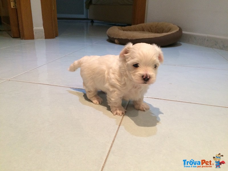 Vendo Cuccioli di Maltese - Foto n. 4