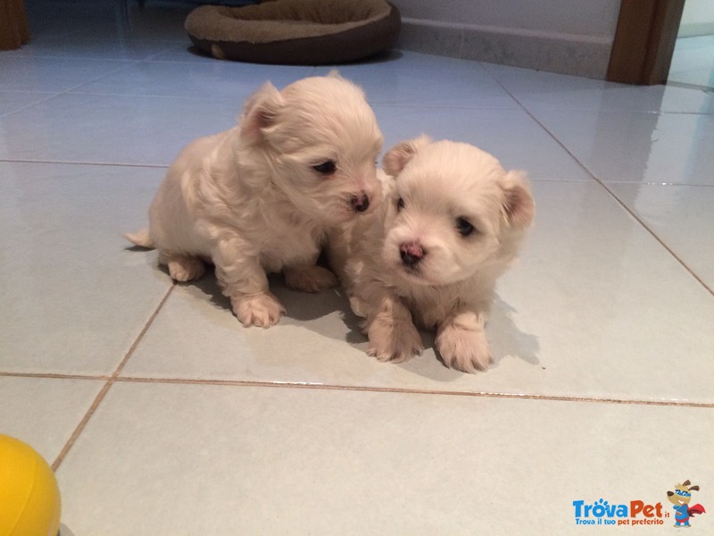 Vendo Cuccioli di Maltese - Foto n. 5