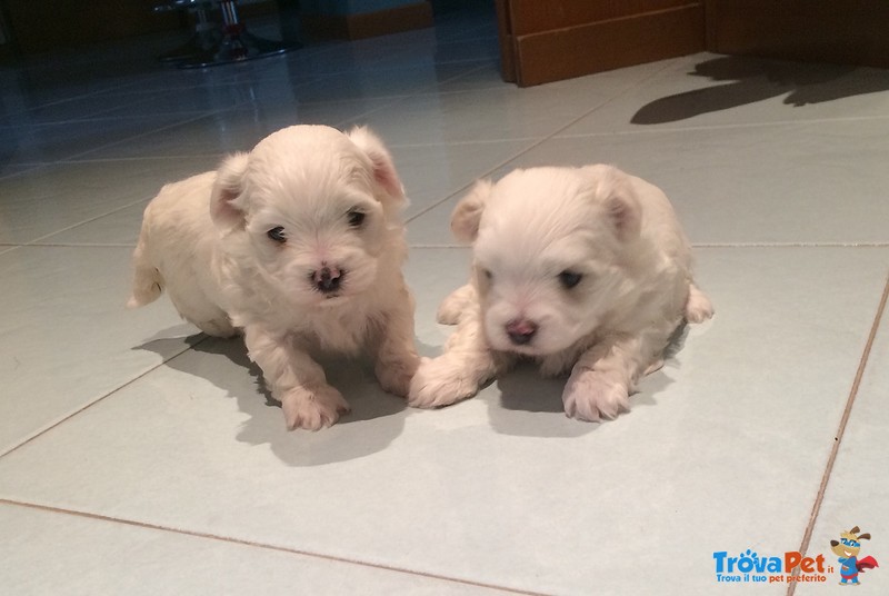 Vendo Cuccioli di Maltese - Foto n. 6