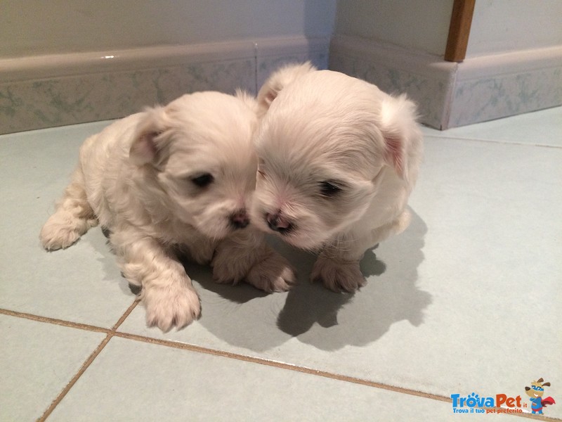 Vendo Cuccioli di Maltese - Foto n. 9