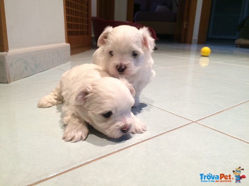 Vendo Cuccioli di Maltese - Foto n. 10