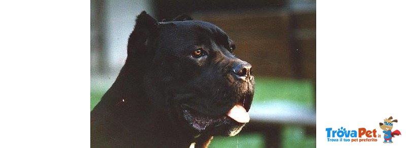 Meravigliosi Cuccioli cane Corso Allevatore per Passione dal 1990 Campioni in Tutto il Mondo Dispone - Foto n. 1