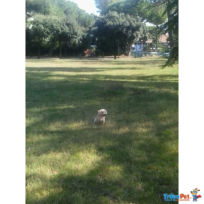 Regalo Cagnolina - Foto n. 2