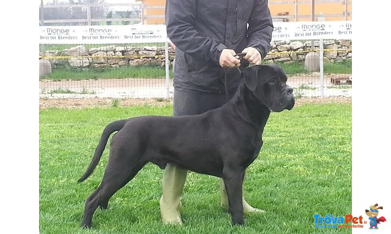 Meravigliosi Cuccioli cane Corso Allevatore per Passione dal 1990 Campioni in Tutto il Mondo Dispone - Foto n. 2