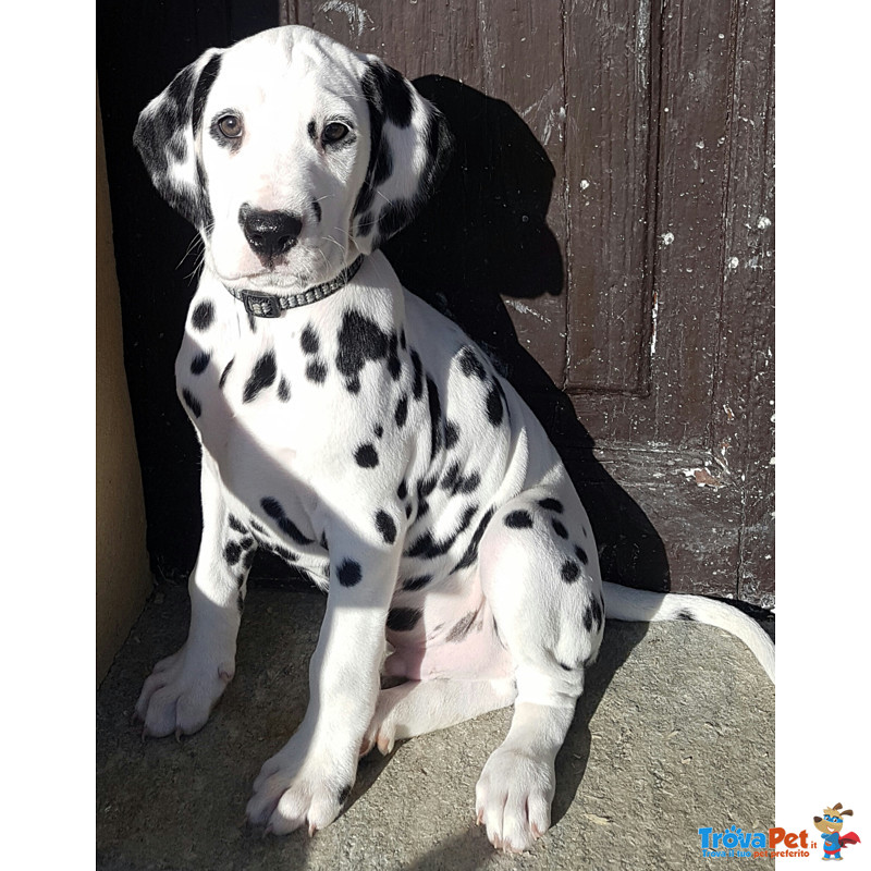 Cuccioli Dalmata Altissima Genealogia - Foto n. 1