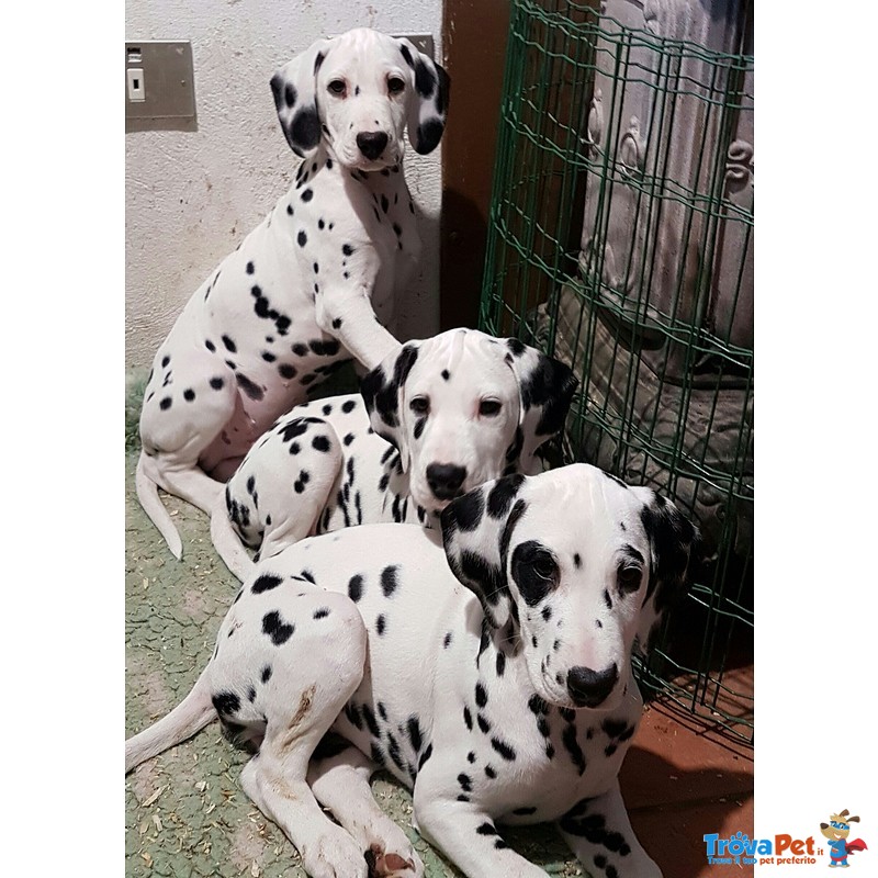 Cuccioli Dalmata Altissima Genealogia - Foto n. 2