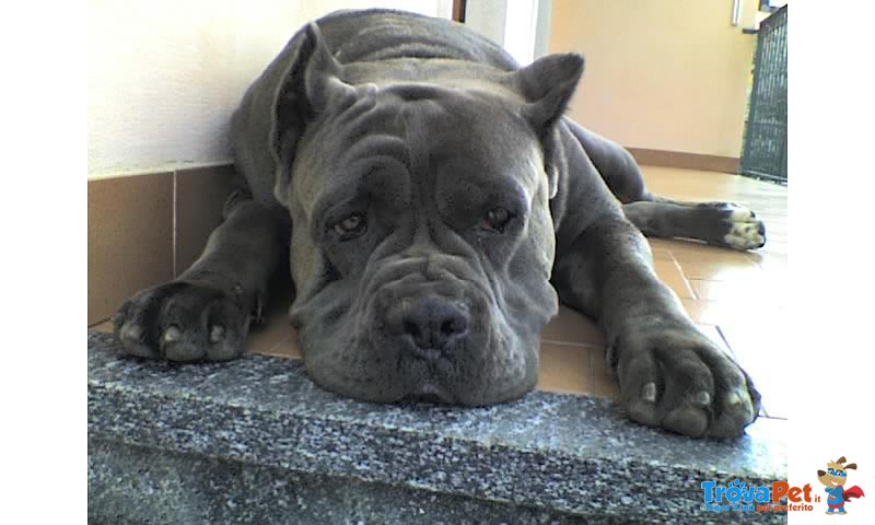 Meravigliosi Cuccioli cane Corso Allevatore per Passione dal 1990 Campioni in Tutto il Mondo Dispone - Foto n. 3