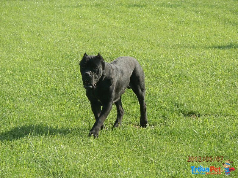 Meravigliosi Cuccioli cane Corso Allevatore per Passione dal 1990 Campioni in Tutto il Mondo Dispone - Foto n. 4