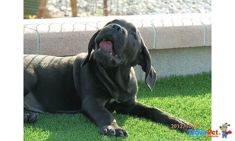 Meravigliosi Cuccioli cane Corso Allevatore per Passione dal 1990 Campioni in Tutto il Mondo Dispone - Foto n. 5