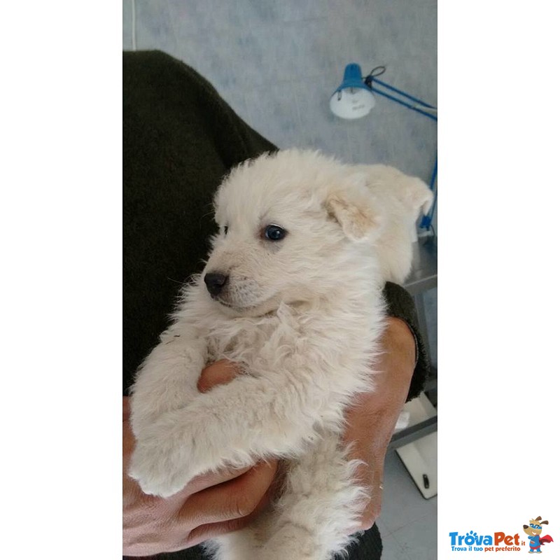 Cuccioli Incrocio Maremmano in Adozione - Foto n. 1