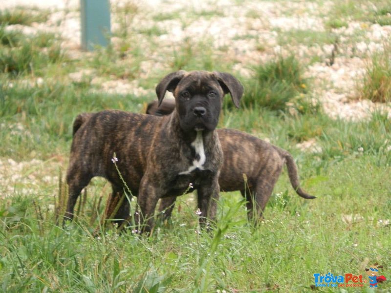 Meravigliosi Cuccioli cane Corso Allevatore per Passione dal 1990 Campioni in Tutto il Mondo Dispone - Foto n. 8