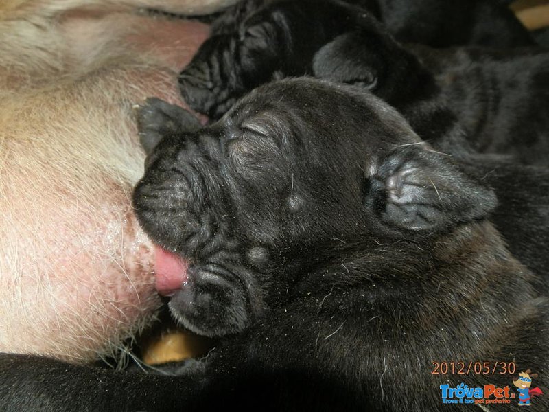 Meravigliosi Cuccioli cane Corso Allevatore per Passione dal 1990 Campioni in Tutto il Mondo Dispone - Foto n. 9