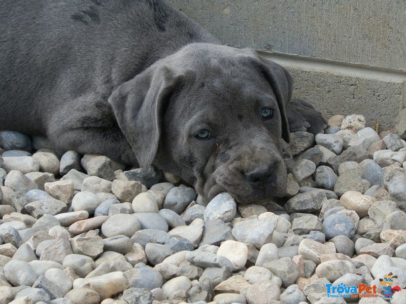 Meravigliosi Cuccioli cane Corso Allevatore per Passione dal 1990 Campioni in Tutto il Mondo Dispone - Foto n. 10