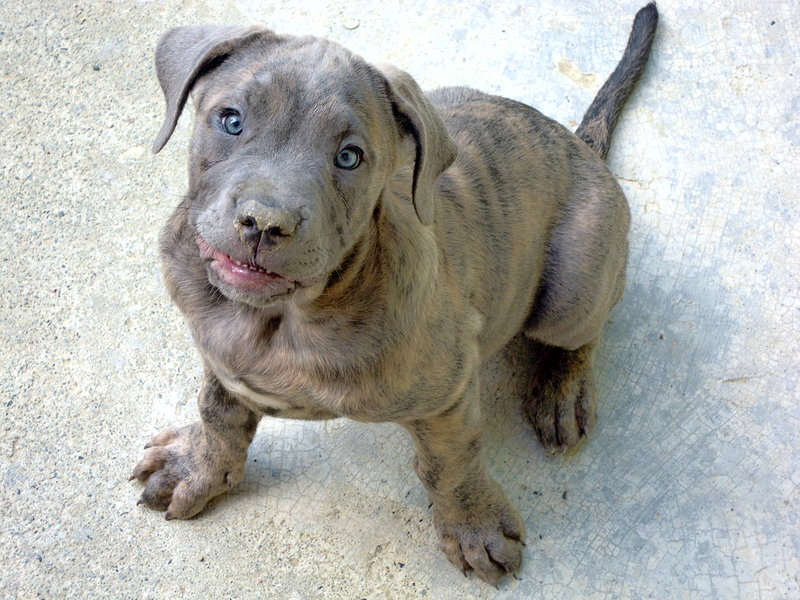 Bellissime Cucciole cane Corso - Foto n. 3