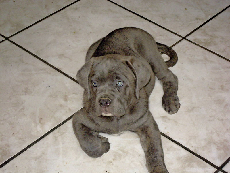 Bellissime Cucciole cane Corso - Foto n. 5