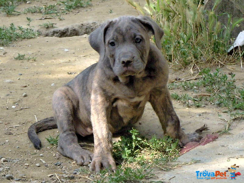 Bellissime Cucciole cane Corso - Foto n. 7