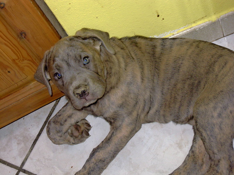 Bellissime Cucciole cane Corso - Foto n. 8