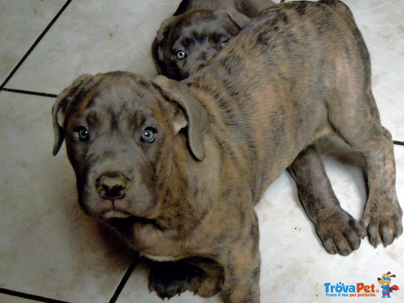 Bellissime Cucciole cane Corso - Foto n. 9