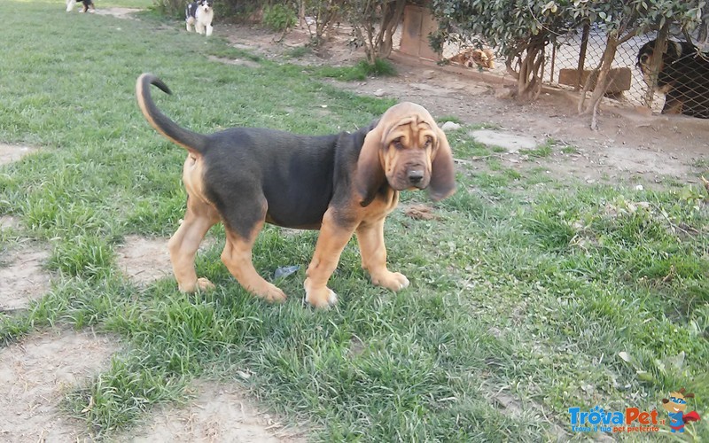 Cuccioli di Razza Bloodhound - Foto n. 3