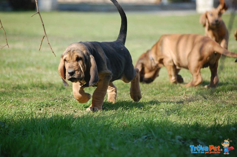 Cuccioli di Razza Bloodhound - Foto n. 4