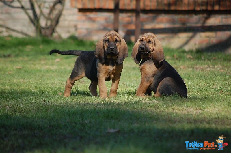 Cuccioli di Razza Bloodhound - Foto n. 1
