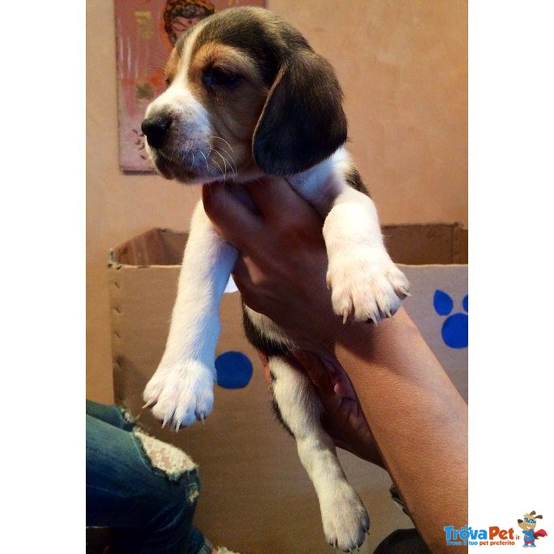 Cuccioli di Beagle - Foto n. 2