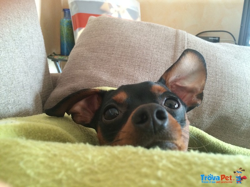 Accoppiamento Pinscher - Foto n. 1