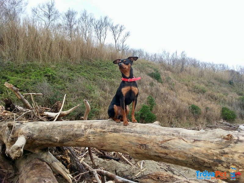 Accoppiamento Pinscher - Foto n. 2