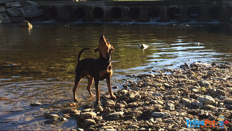 Accoppiamento Pinscher - Foto n. 3