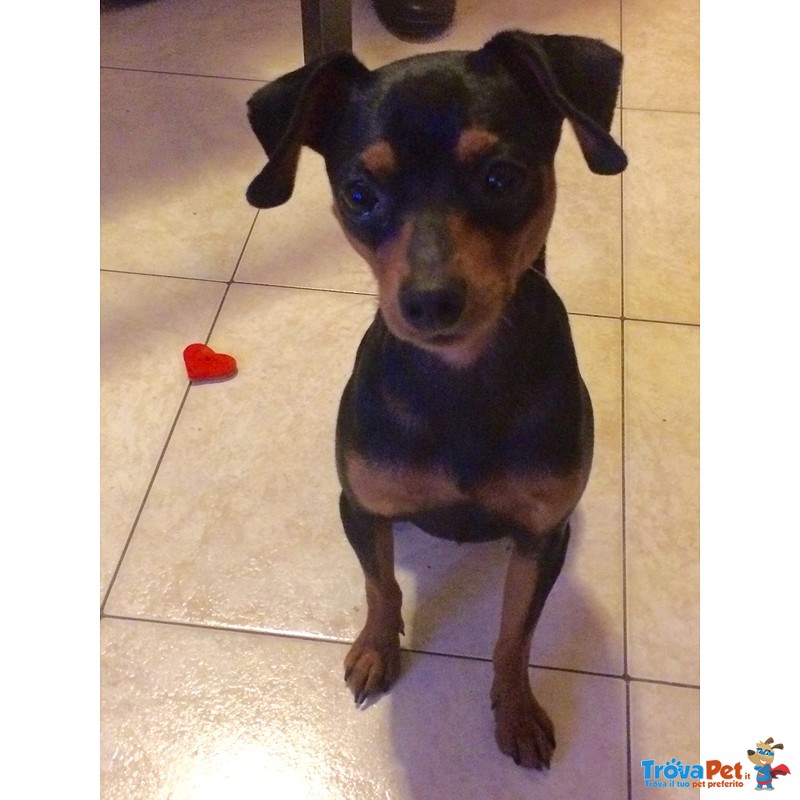 Accoppiamento Pinscher - Foto n. 4