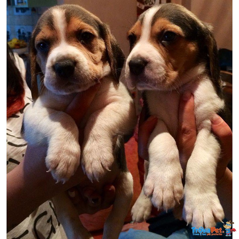 Cuccioli di Beagle - Foto n. 3