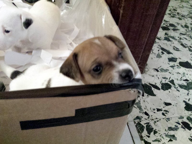 Jack Russell Terrier - Foto n. 9