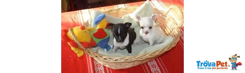 Cucciolo Chihuahua con Pedigree - Foto n. 1