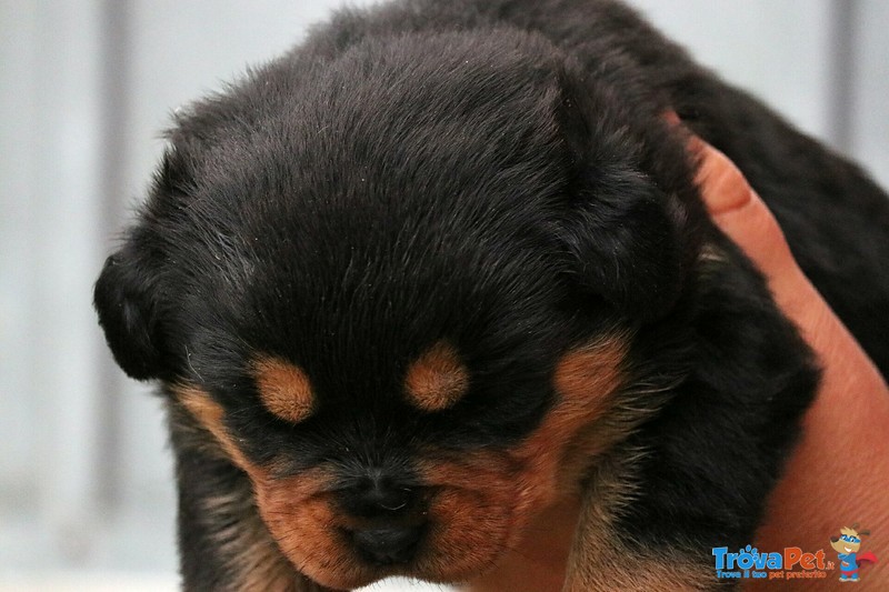 Cuccioli Rottweiler con Pedigree - Foto n. 1